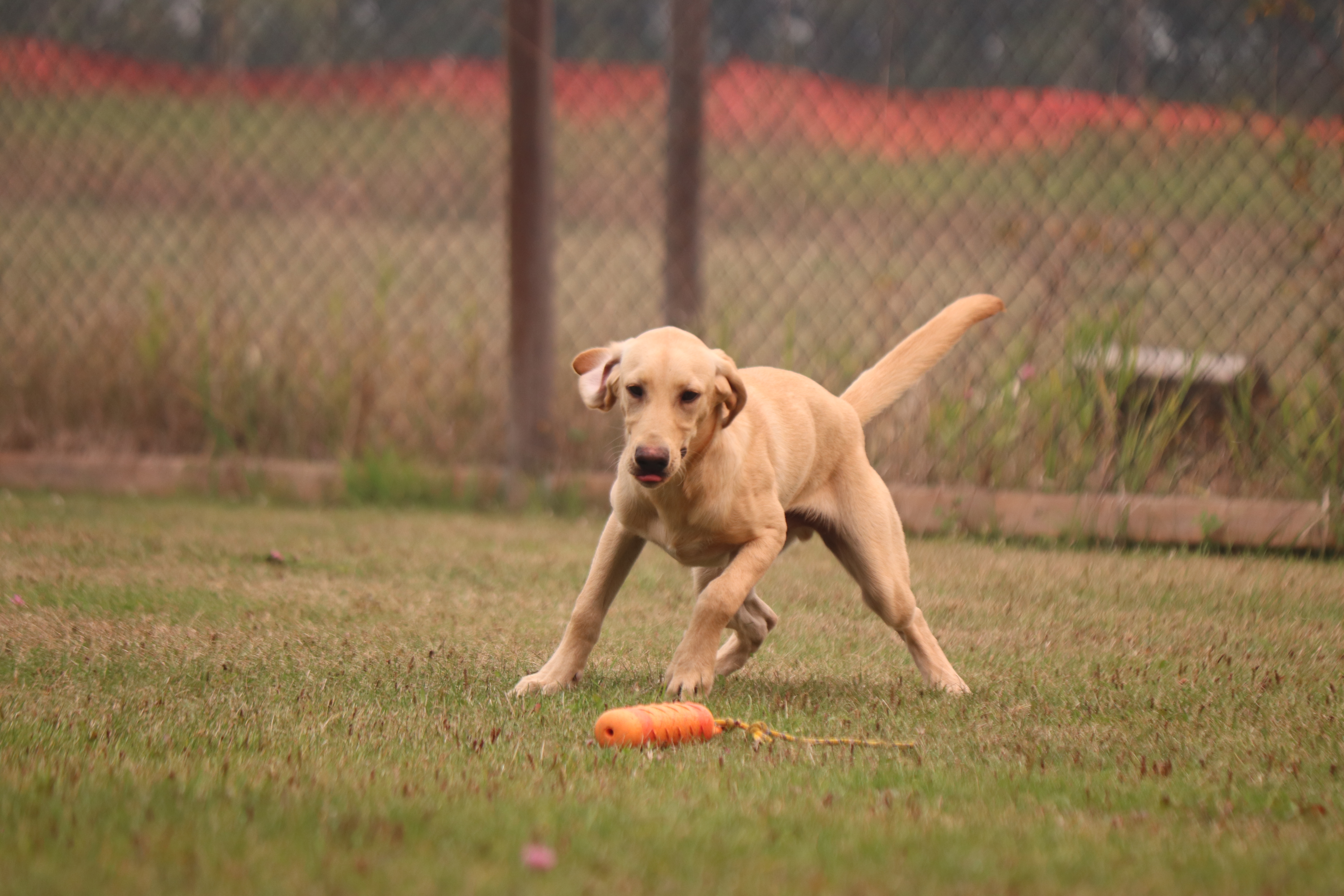 Trained Dogs For Sale | Eromit Labrador Retrievers